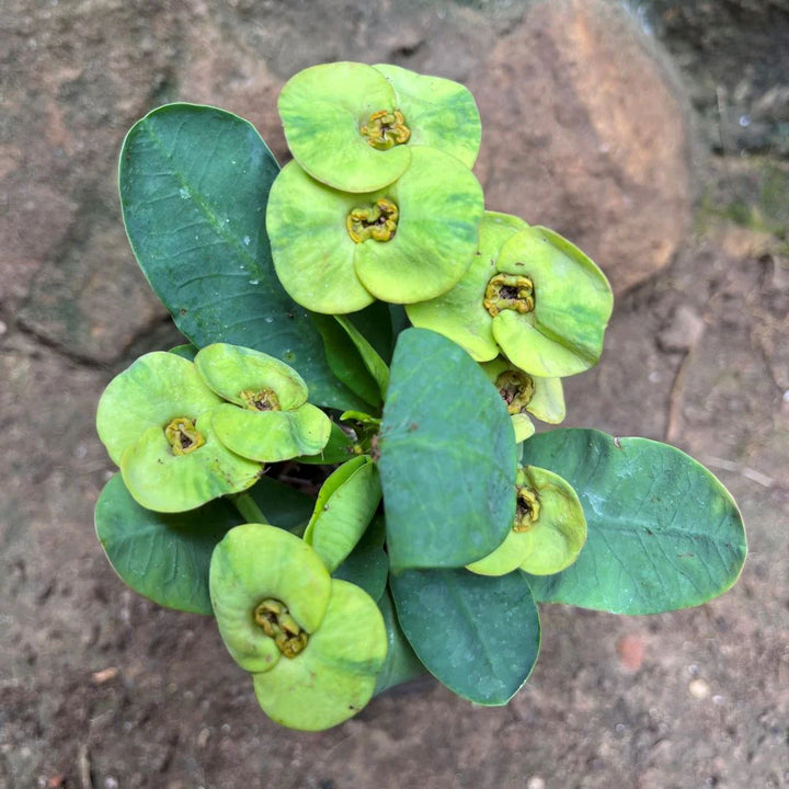 Green Euphorbia Milii Flower Seeds for Planting, 100 pcs