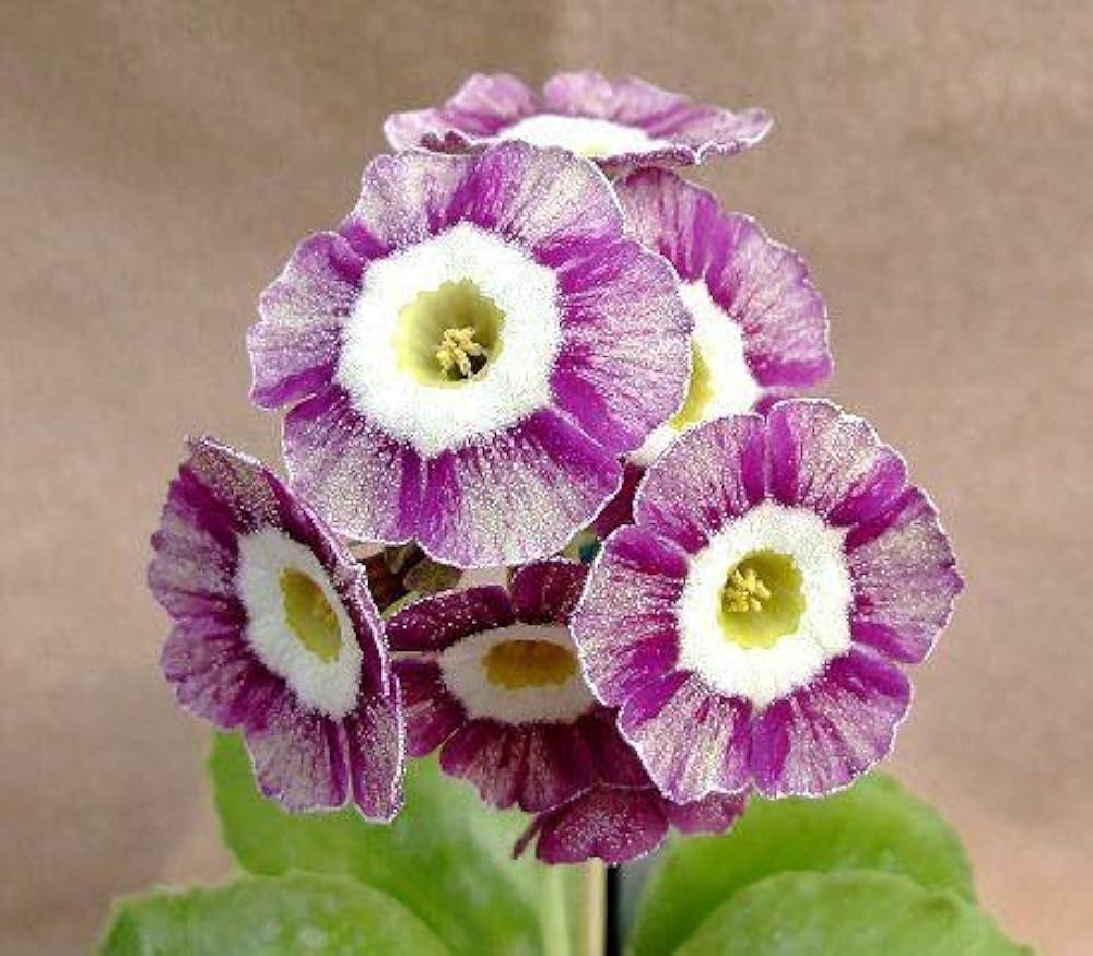 Violet Primula Seeds for Planting - 100 pcs