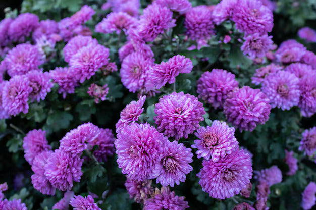Organic Purple Chrysanthemum Flower Seeds for Planting – Heirloom, Non-GMO