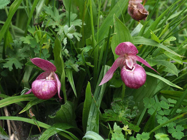 Cypripedium Macranthos Purple Seeds – Organic, Heirloom, Non-GMO Flower Seeds for Planting