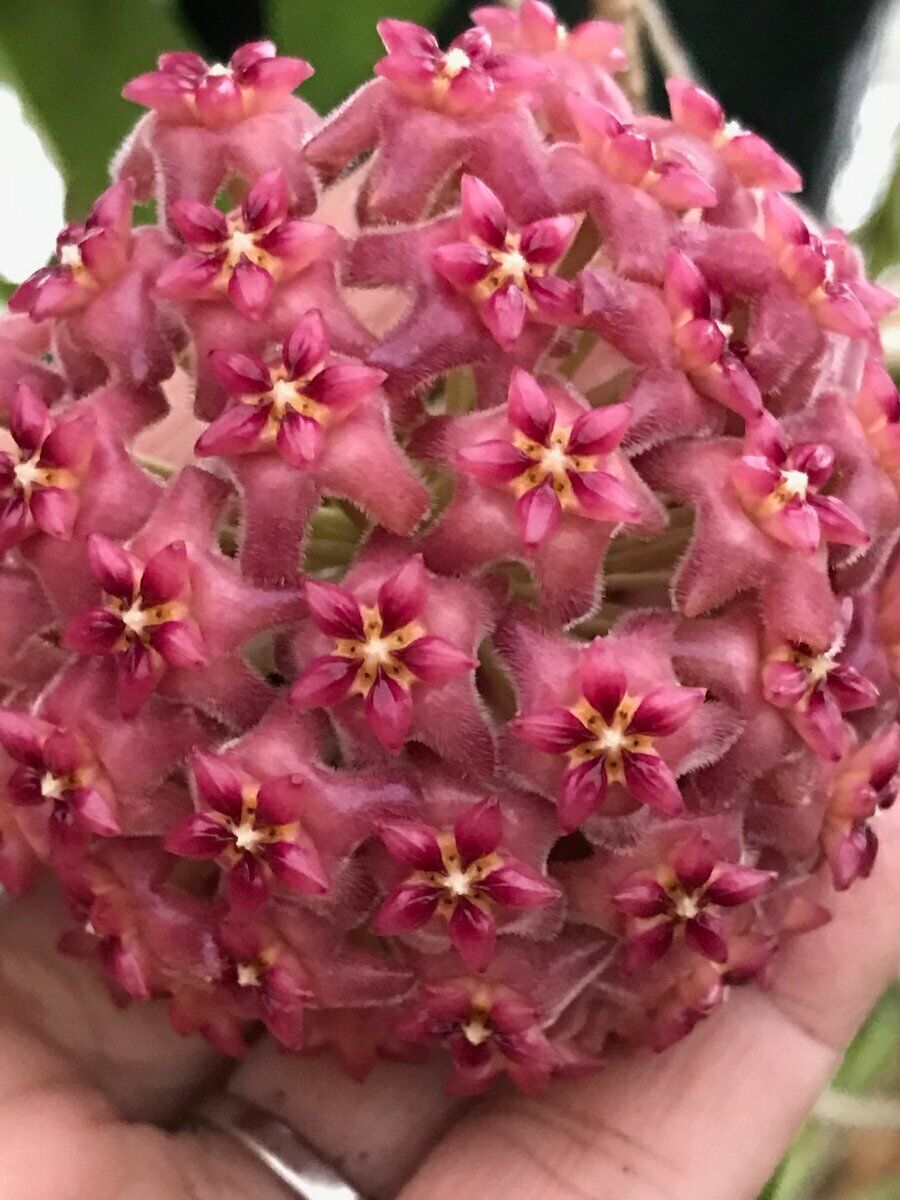 Fresh Hoya Flower Seeds for Planting - 100 pcs