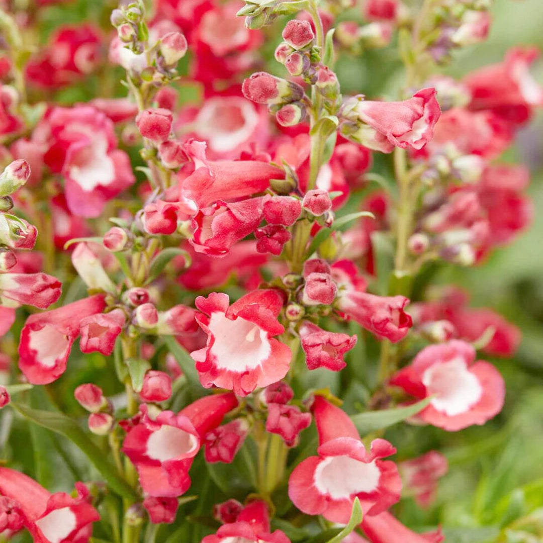 Hartwegi Flower Seeds – Heirloom, Non-GMO, Colorful Ornamental Blooms for Garden Planting