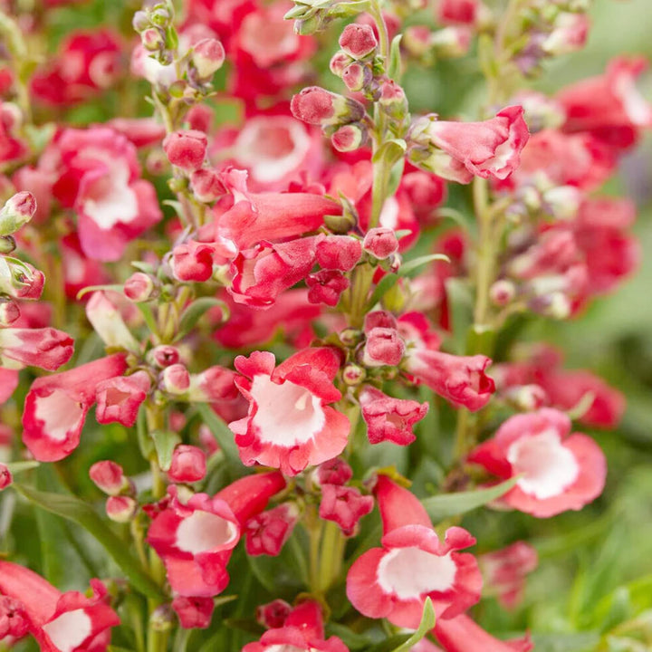Hartwegi Flower Seeds – Heirloom, Non-GMO, Colorful Ornamental Blooms for Garden Planting