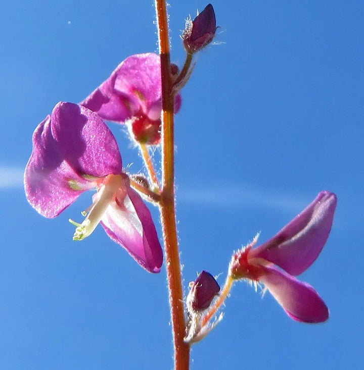 Heirloom Pink Desmodium Flower Seeds, Non-GMO Delicate Blooms for Pollinator-Friendly Garden Planting