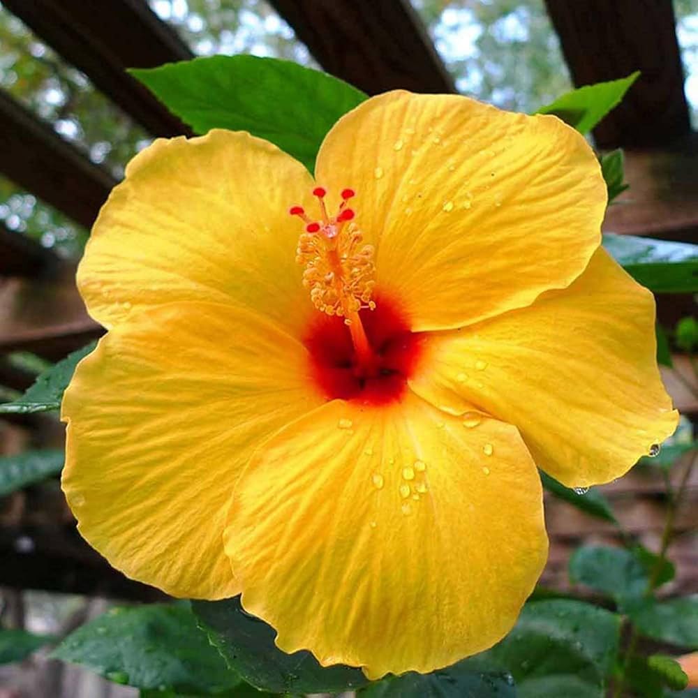 Gule Hibiscus Blomsterfrø til Plantning, Lyse Blomster, 100 stk