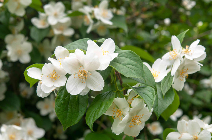 Hvide Philadelphus blomsterfrø til udplantning - 100 stk