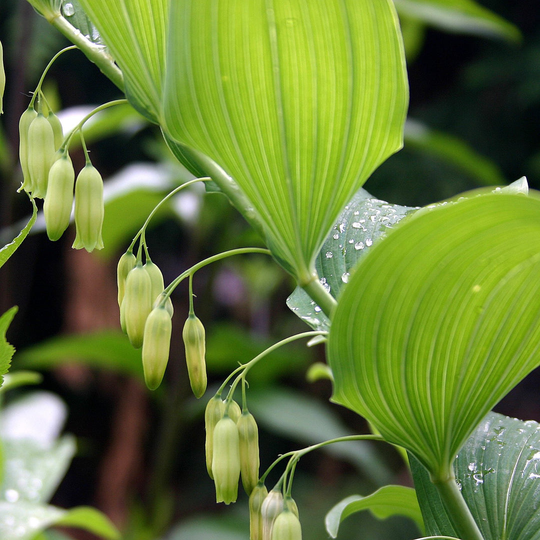 seeds for shade loving plants Heirloom Non-GMO Polygonatum Flower Seeds – Shade-Loving Arching Bloom – Neeraseeds