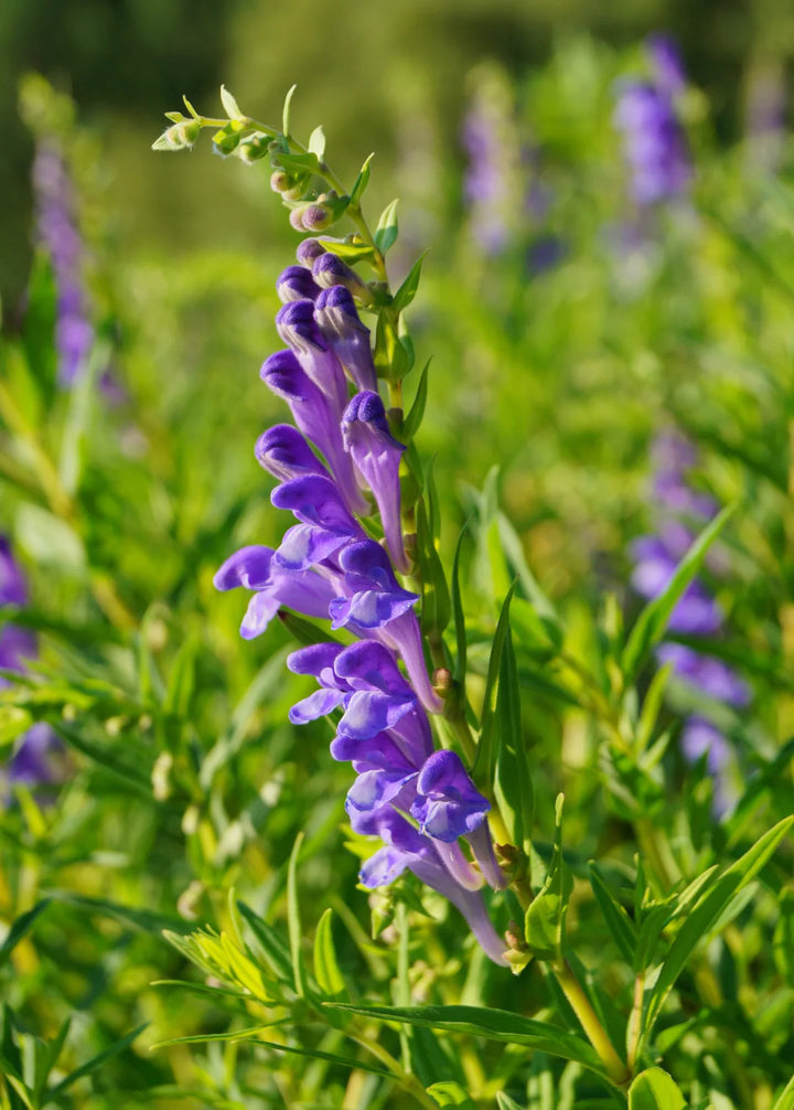 Blue Skullcap Flower Seeds for Planting, 100 pcs