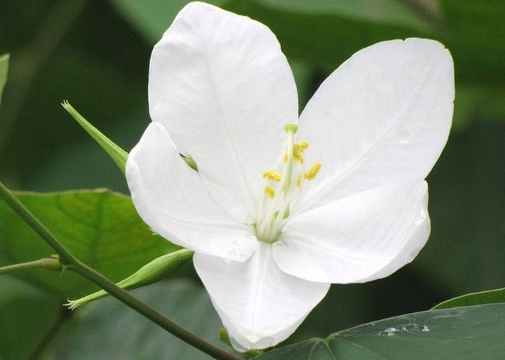 Hvide Racemosa blomsterfrø til udplantning - 100 stk