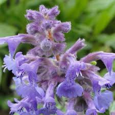 Nepeta Racemosa Flower Seeds for Planting - 100 pcs