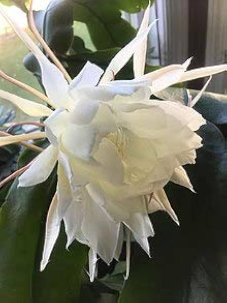 Epiphyllum Oxypetalum Flower Seeds for Planting - 100 pcs