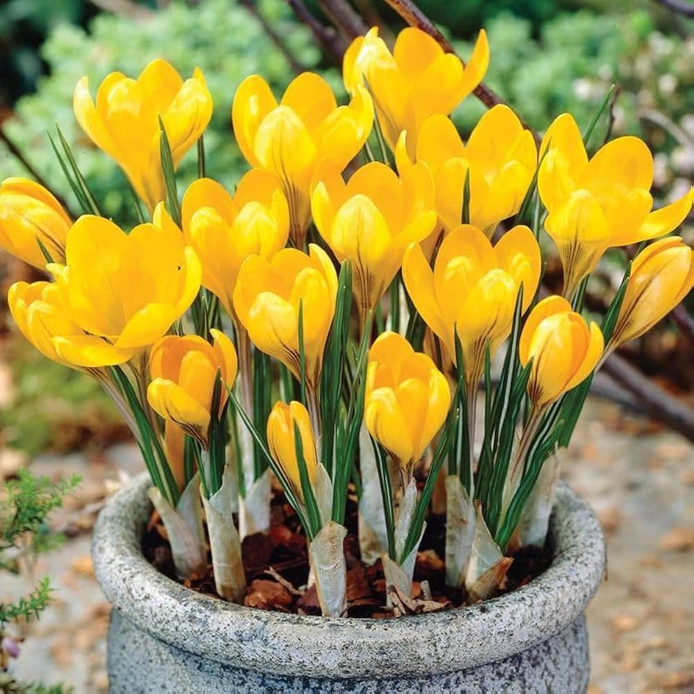 Yellow Crocus Plant Seeds for Planting 100 pcs