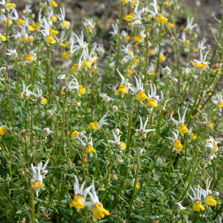 Heirloom Non-GMO Mixed Nemesia Masquerade Flower Seeds for Colorful Garden Display Planting