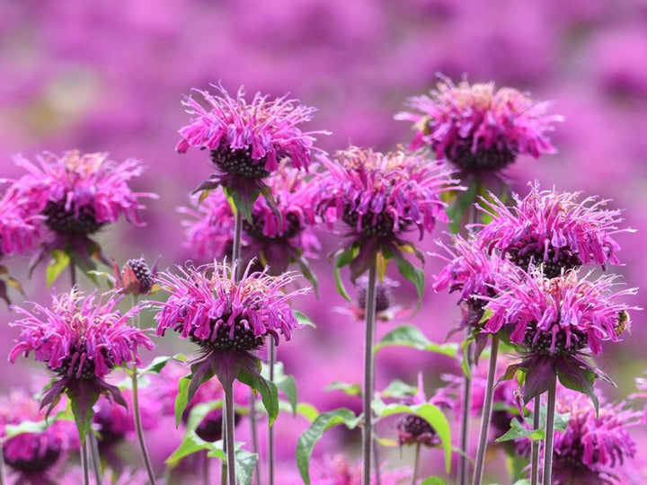 Beebalm Flower Seeds – Heirloom, Non-GMO Seeds for Planting Fragrant Garden Blooms