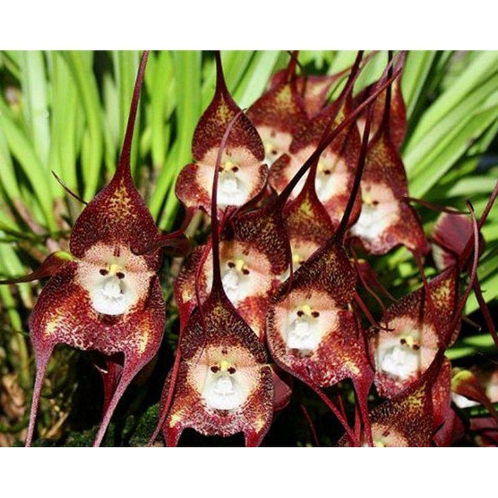 Dark Red Monkey Face Orchid Seeds for Planting - Heirloom Seeds for Home Garden, GMO Free