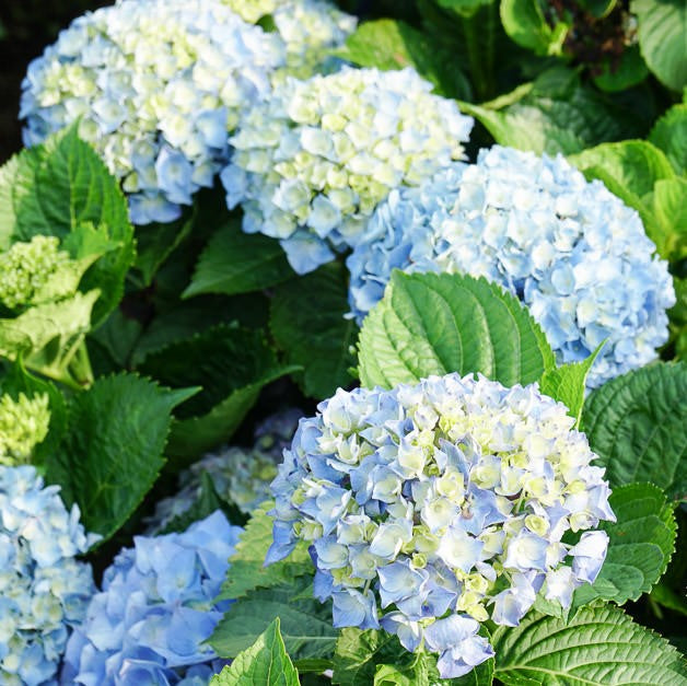 Organic Blue Yellow Hydrangea Flower Seeds – Heirloom Non-GMO High Germination Seeds for Planting Garden Blooms