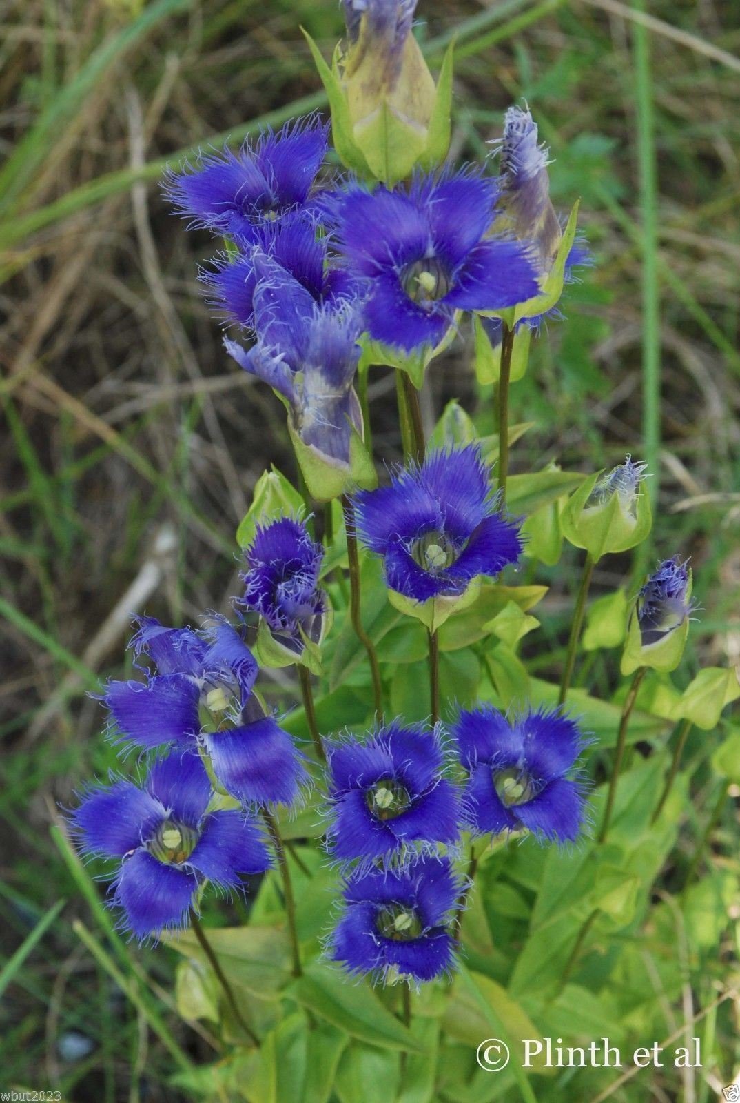 Blue Gentian Fringed Flower Seeds for Planting - 100 pcs