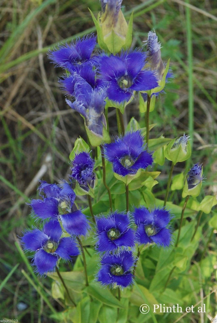 Blå ensian frynsede blomsterfrø til plantning - 100 stk