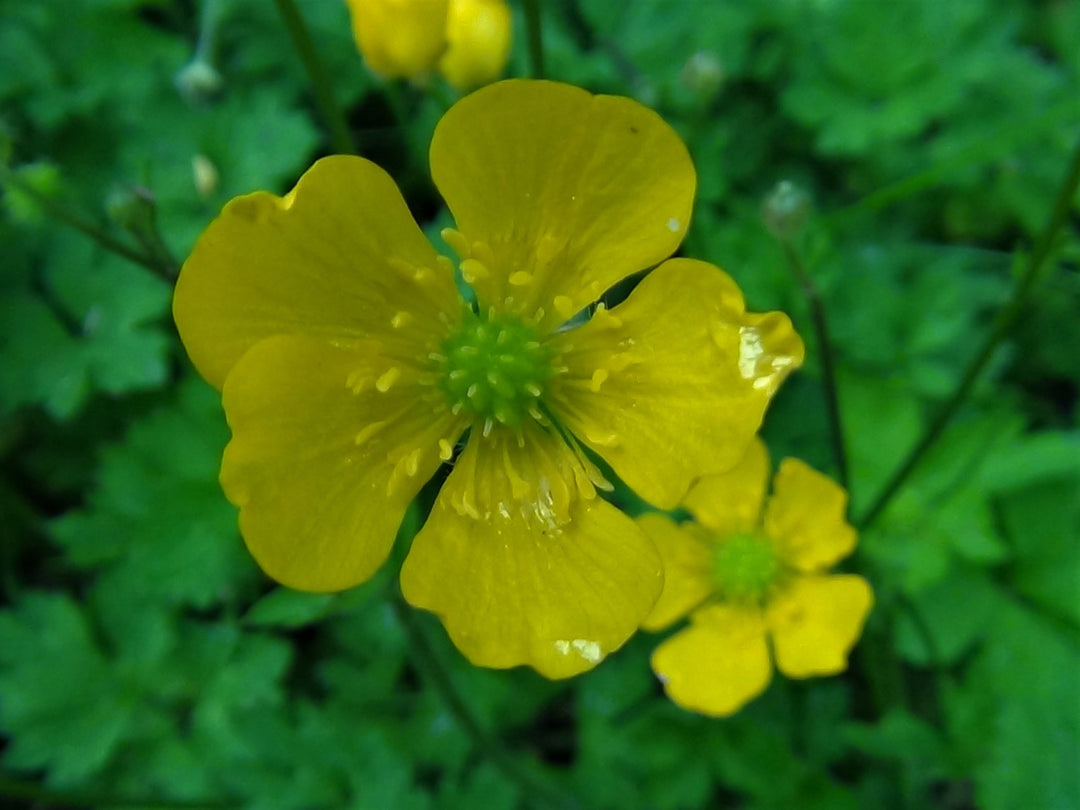 Yellow Buttercup Flower Seeds for Planting, 100 pcs