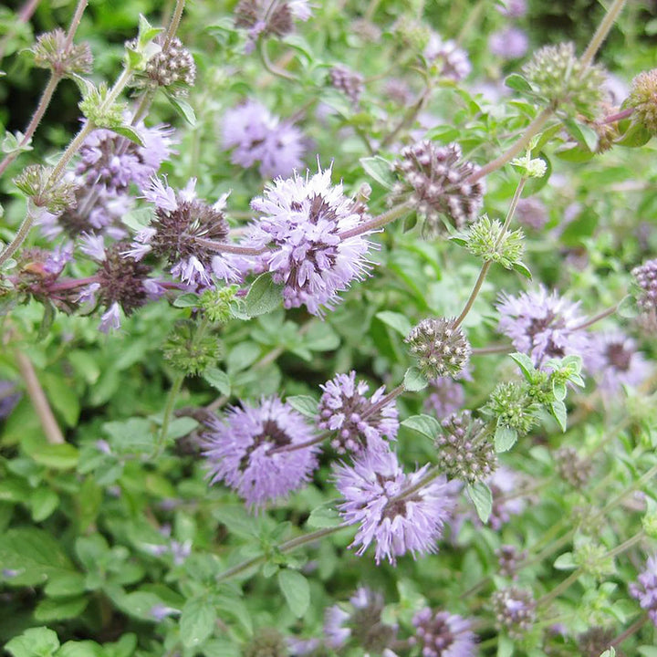 Heirloom Non-GMO Purple Pennyroyal Flower Seeds – Aromatic Blooms for Garden Planting