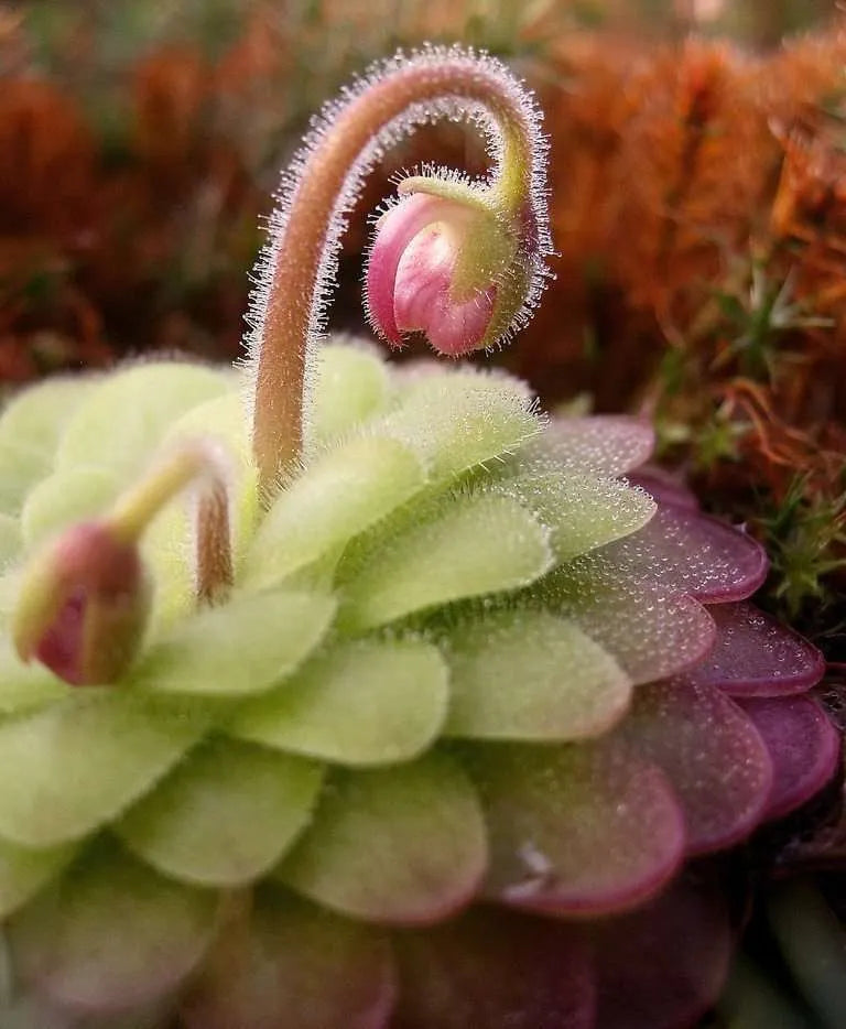 Smørurt Blomsterfrø til udplantning - 100 stk