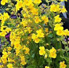 Yellow Mimulus Guttatus Flower Seeds for Planting - 100 pcs