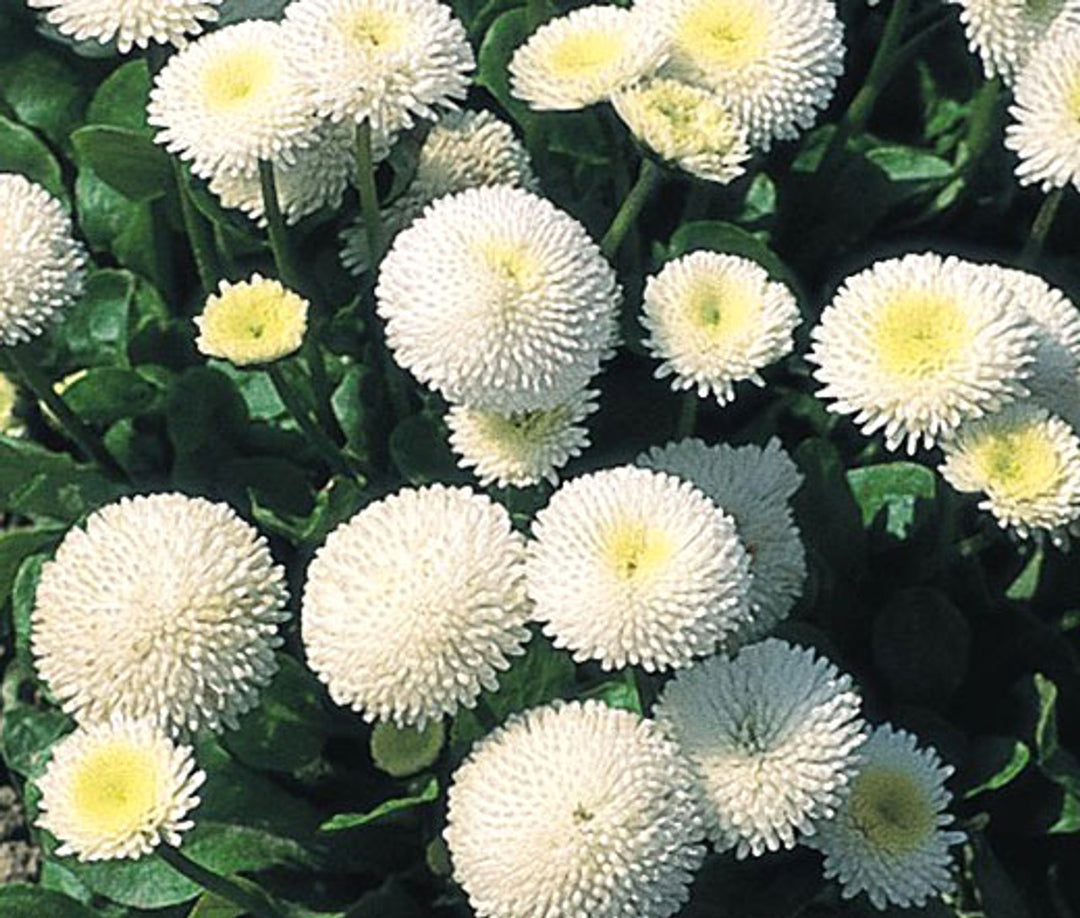 Hvide Bellis Perennis frø til udplantning - 100 stk