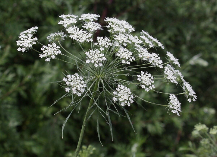 Ammi Majus Blomsterfrø til udplantning - 100 stk