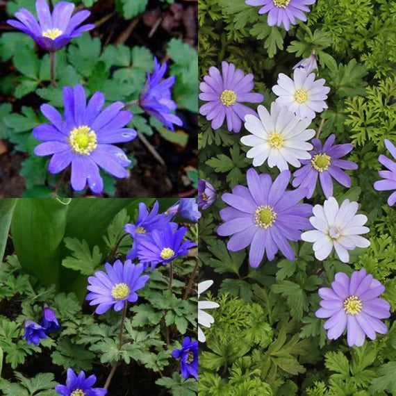 Anemone Blanda Blomsterfrø til udplantning - 100 stk