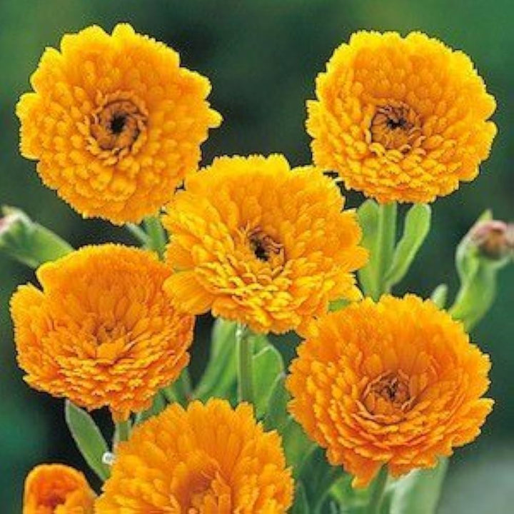 Yellow Flower Pot Seeds for Planting - 100 pcs