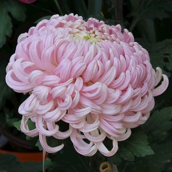 Heirloom Non-GMO Pink Chrysanthemum Flower Seeds for Stunning Fall Garden Planting