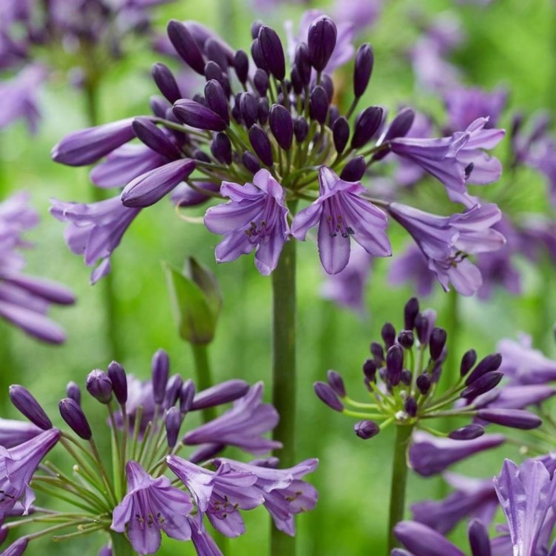 Heirloom Non-GMO Violet Agapanthus Flower Seeds for Elegant Border Garden Planting