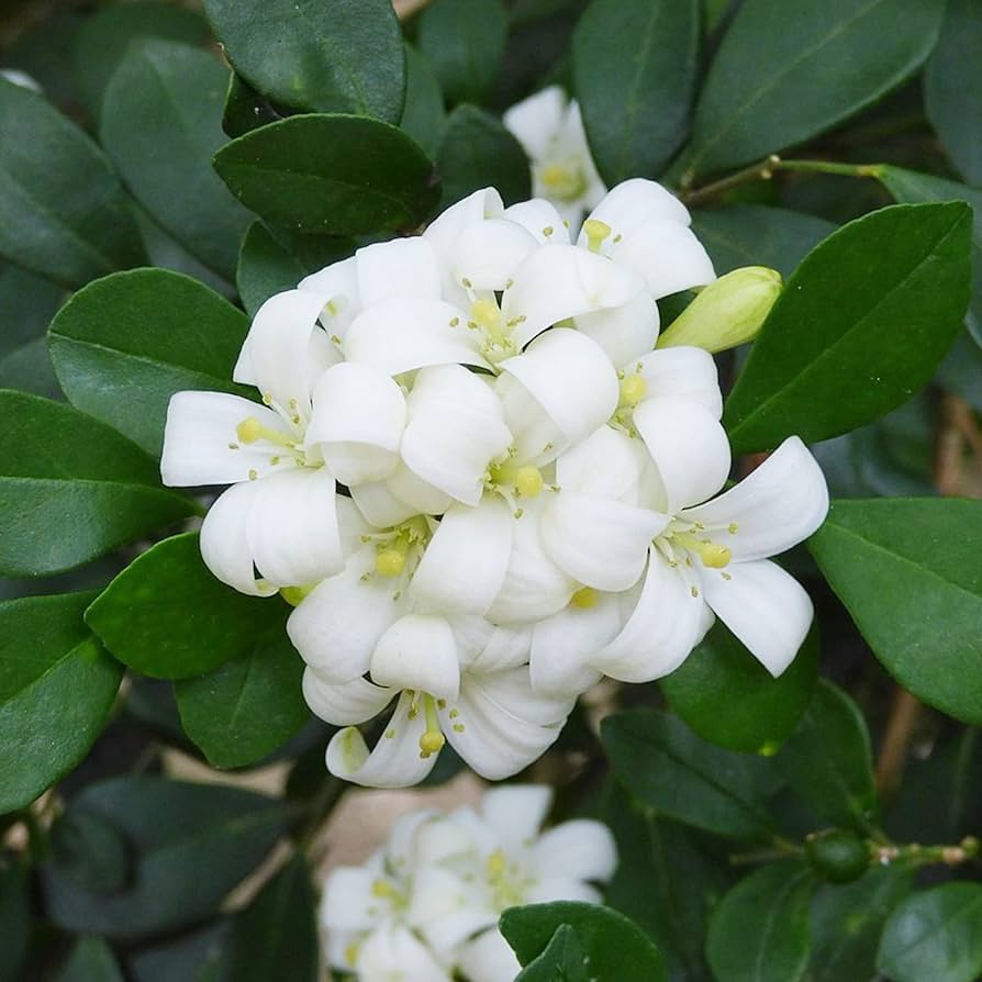 Heirloom Murraya Paniculata Flower Seeds, Non-GMO Fragrant Jasmine Blooms for Garden Planting