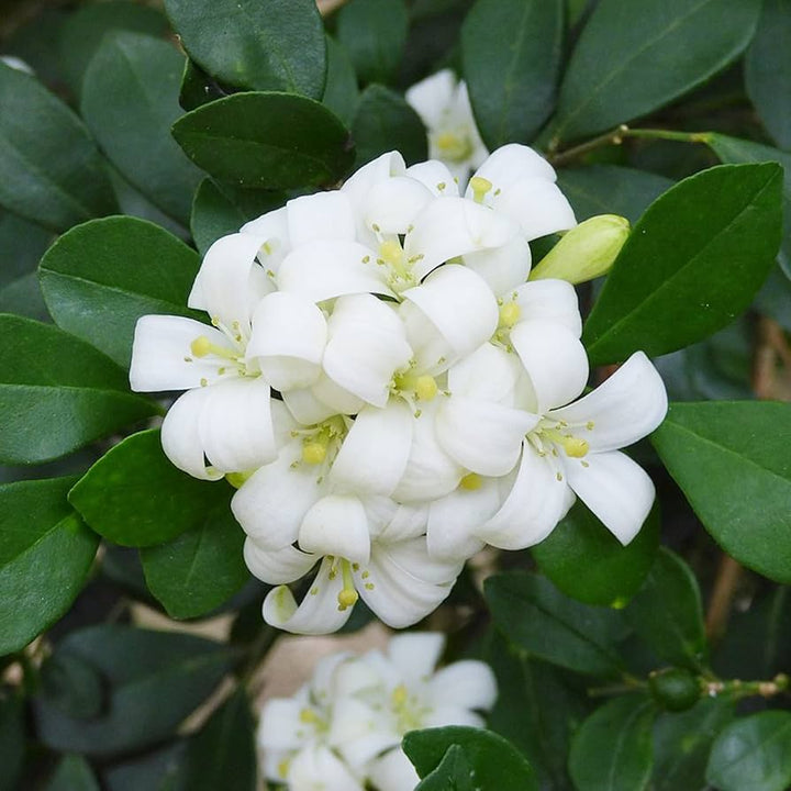 Heirloom Murraya Paniculata Flower Seeds, Non-GMO Fragrant Jasmine Blooms for Garden Planting