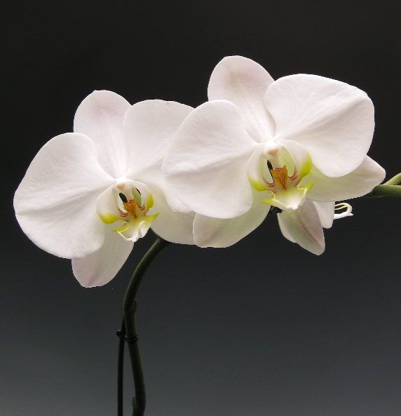 White Butterfly Orchid Flower Seeds for Planting - 100 pcs