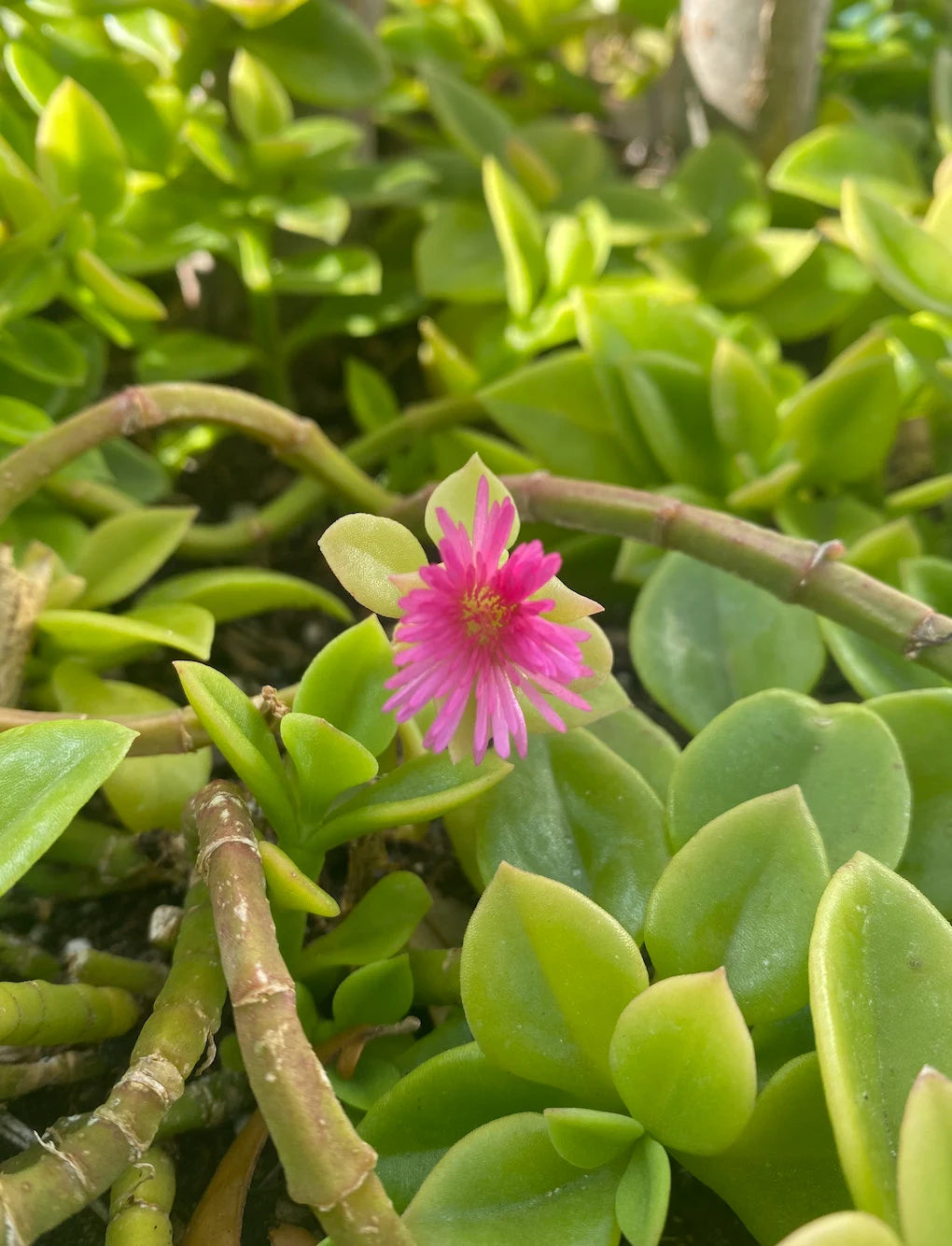 Rose Aptenia Blomsterfrø til udplantning - 100 stk