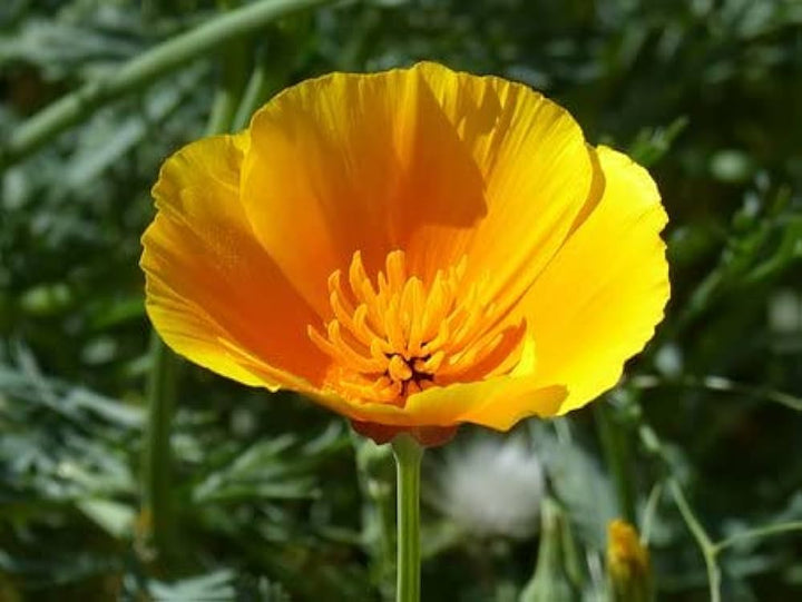 Gule Eschscholzia blomsterfrø til udplantning, friske, 100 stk