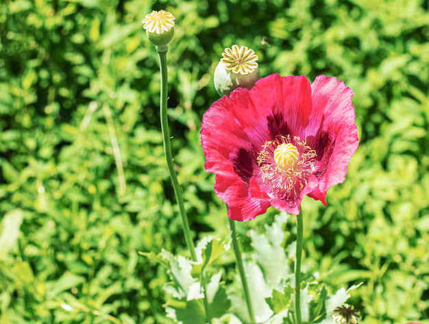 Organic Mixed Somniferum Flower Seeds for Planting – Heirloom, Non-GMO