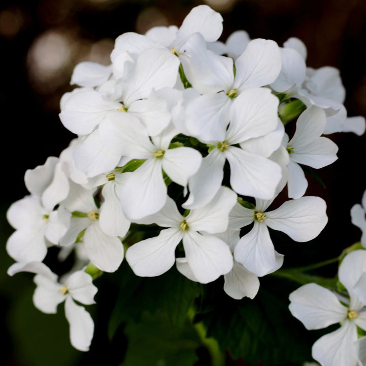 Hvide Lunaria blomsterfrø til udplantning - 100 stk