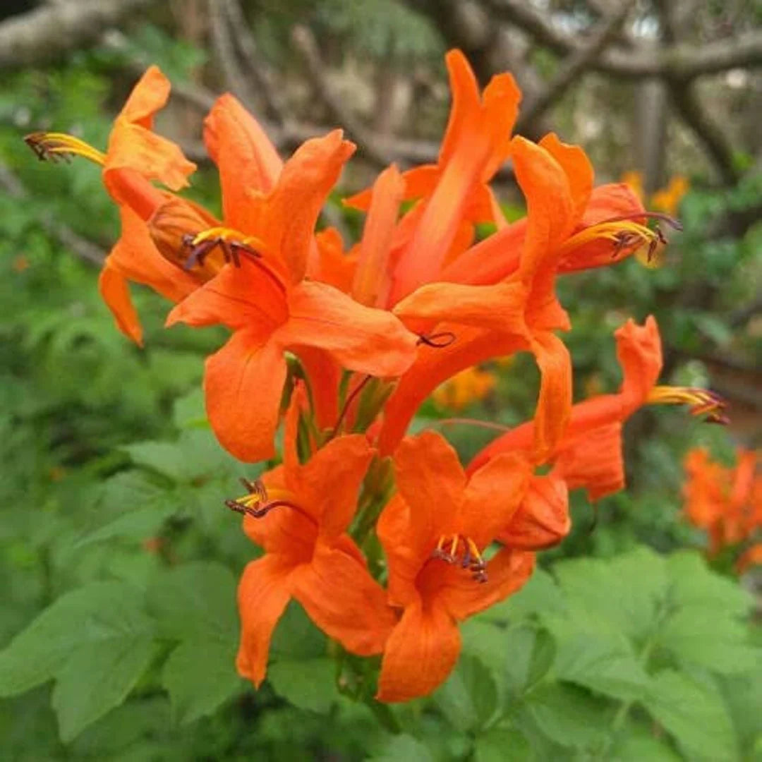 Heirloom Orange Cape Honeysuckle Flower Seeds, Non-GMO Vibrant Blooms for Planting