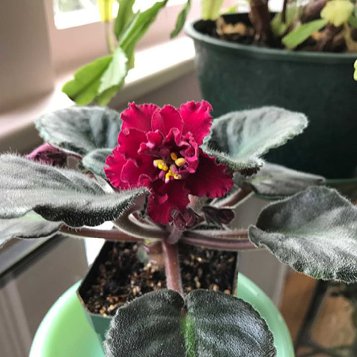 Red Saintpaulia African Violet Seeds – Heirloom, Non-GMO Flower Seeds for Planting Indoors