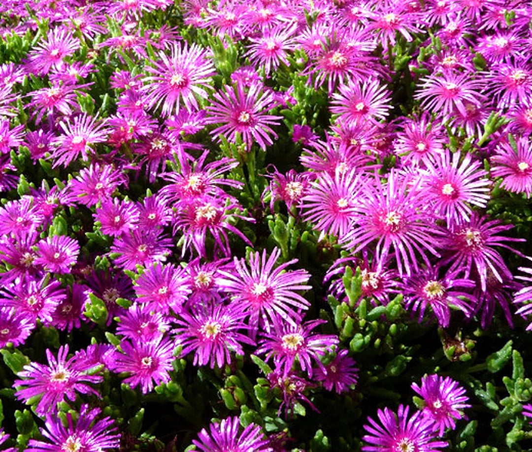 Organic Purple Delosperma Cooperi Groundcover Flower Seeds for Planting – Heirloom, Non-GMO