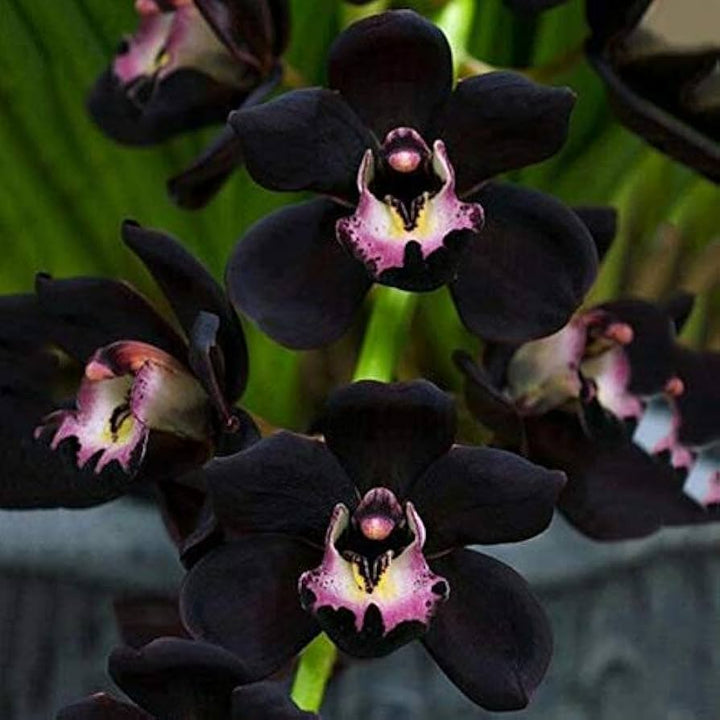 Heirloom Non-GMO Black Phalaenopsis Orchid Flower Seeds for Planting – Rare Exotic Variety