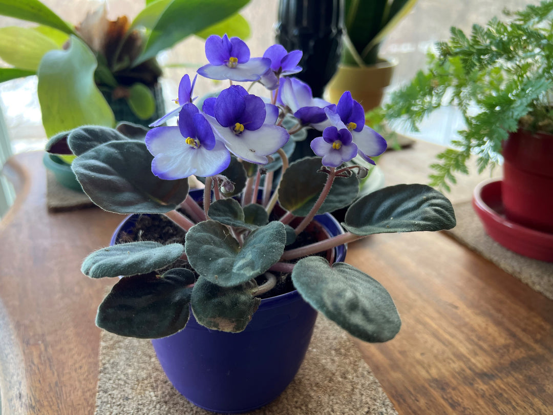 African Violet Sky Blue Flower Seeds for Planting - 100 pcs