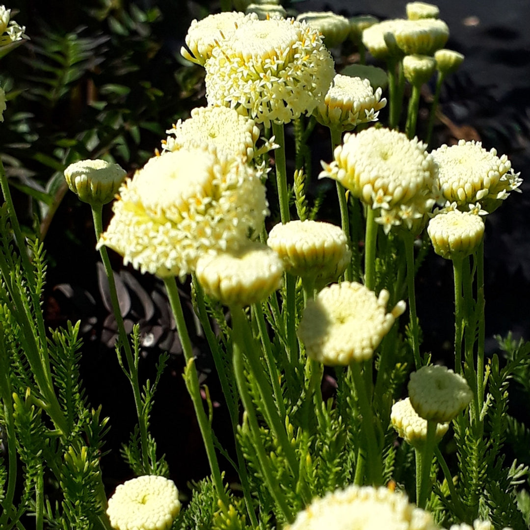 Santolina Etrusca Flower Seeds – Heirloom, Non-GMO, Aromatic Silver Foliage Blooms for Garden Planting