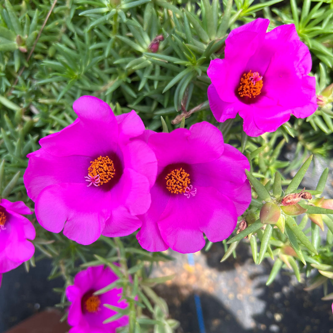 portulaca flower seeds Heirloom Non-GMO Purple Portulaca Flower Seeds for Drought-Tolerant Su – Neeraseeds