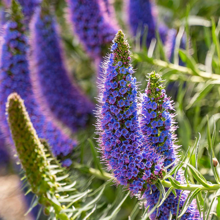 Purple Madeira Flower Seeds – Heirloom Non-GMO Ornamental Seeds for Vibrant Garden Color