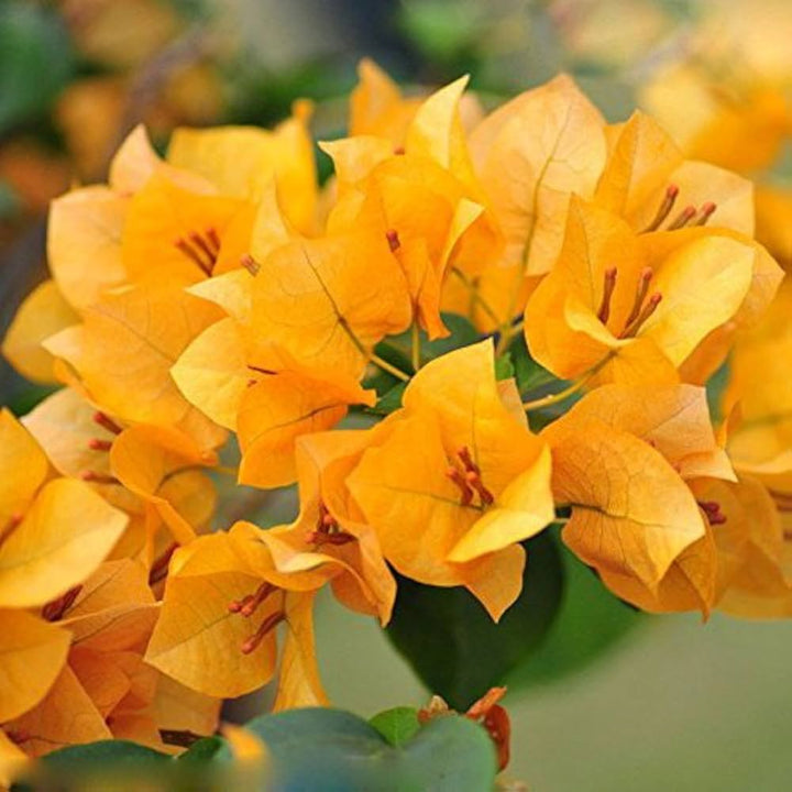 Bougainvillea Yellow Flower Seeds for Planting - 100 pcs