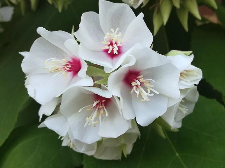 Dombeya Burgessiae Flower Seeds for Planting, 100 pcs