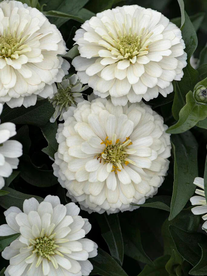 Hvide Oklahoma blomsterfrø til udplantning, 100 stk